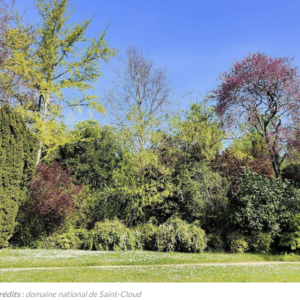 Rendez-vous aux jardins du 3 au 5 juin