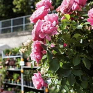 Jardins, jardin  aux Tuileries du 8 au 12 juin