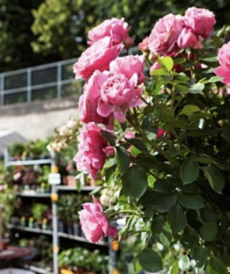 Jardins, jardin  aux Tuileries du 8 au 12 juin