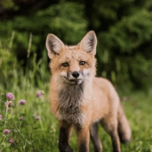 La photo animalière et nature de Montier-en-Der  à la Fondation GoodPlanet