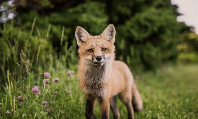 La photo animalière et nature de Montier-en-Der  à la Fondation GoodPlanet