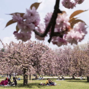 HANAMI : LA FÊTE DU PRINTEMPS REFLEURIT