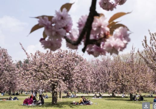 HANAMI : LA FÊTE DU PRINTEMPS REFLEURIT