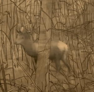 Gerhard Richter à la Fondation Vuitton