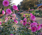 Mozart et Haydn au Parc floral de Paris (concert gratuit)